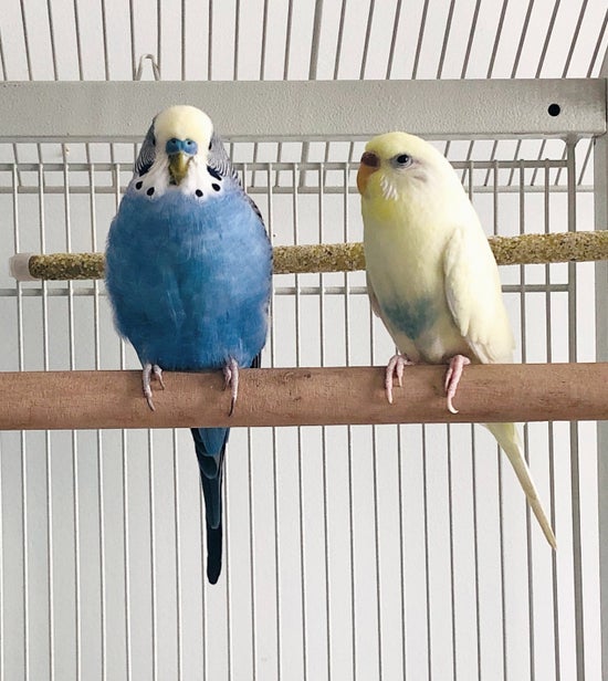 Feathered Turquoise Earrings: Sterling Silver